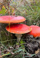 Fly Agaric photo by Deborah Docker