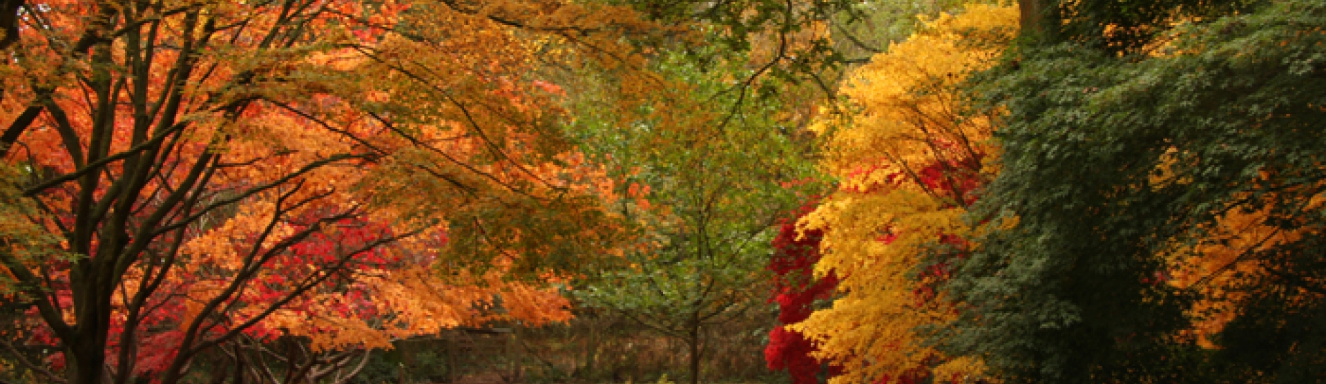 Autumn 2012 (34) edited.webp