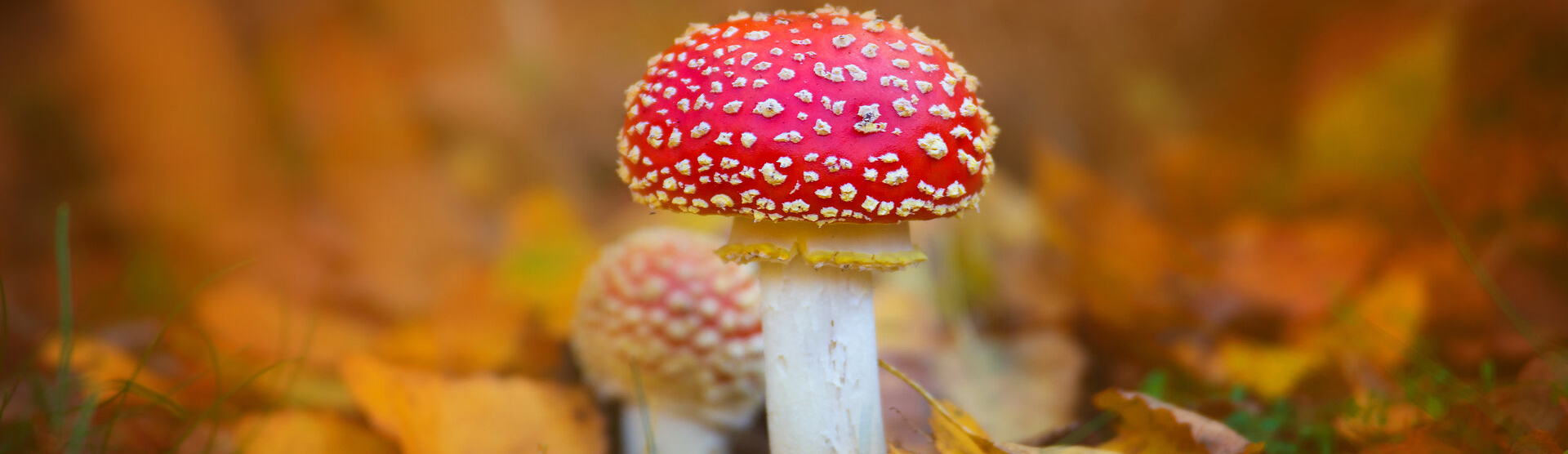 Fly Agaric02.webp