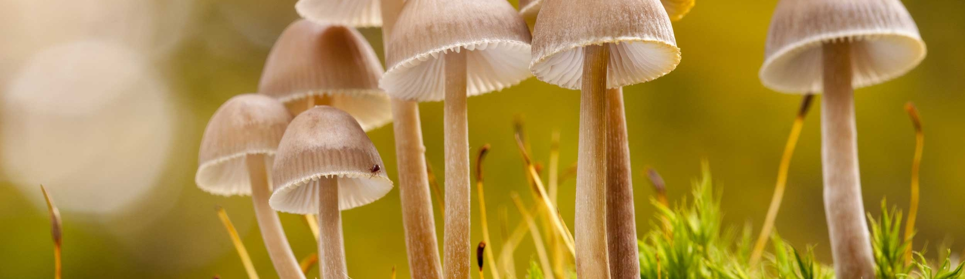 wildlifetrusts_40660860624.webp