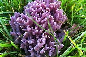 Violet coral by CD.jpg