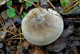 Clouded agaric by .jpg