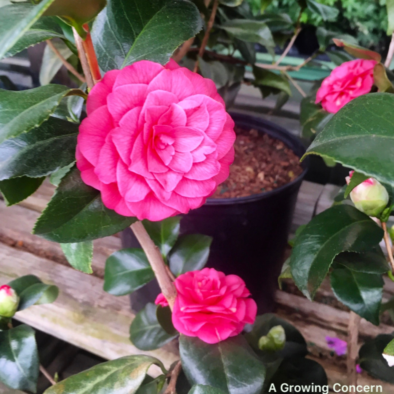 Plants We Love April Rose Camellia