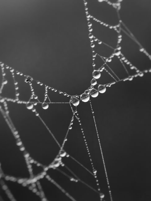 A close-up, black and white photograph of a spiderweb covered in varying sizes of water droplets. The delicate strands are strung with tiny beads of water, with several larger, spherical drops hanging near the center, all illuminated against a dark, out-of-focus background