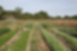 Vue Jardins.JPG
