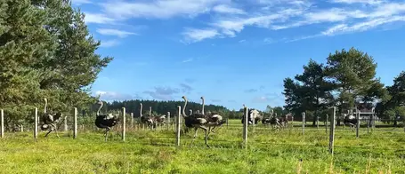 Страусиная ферма в Кнево: семейная поездка