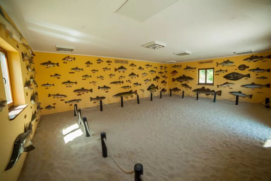 A room with fish on the wall depicting the diverse fauna and flora of the oceans