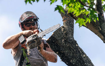 Professional tree removal by certified arborists in Hudson NY Columbia County Dutchess