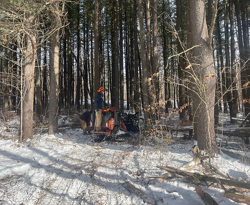 New Leaf eco landscaping invasive species removal forest management