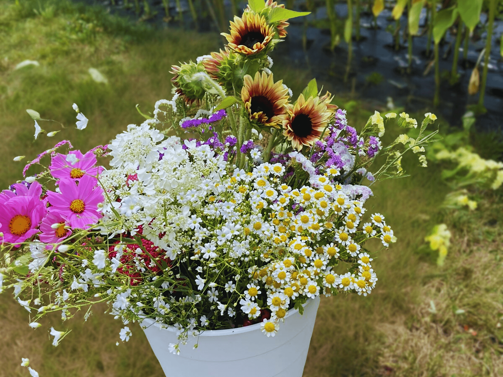 bulk_flower_buckets_local_ontario_flower_farm_seasonal_flowers
