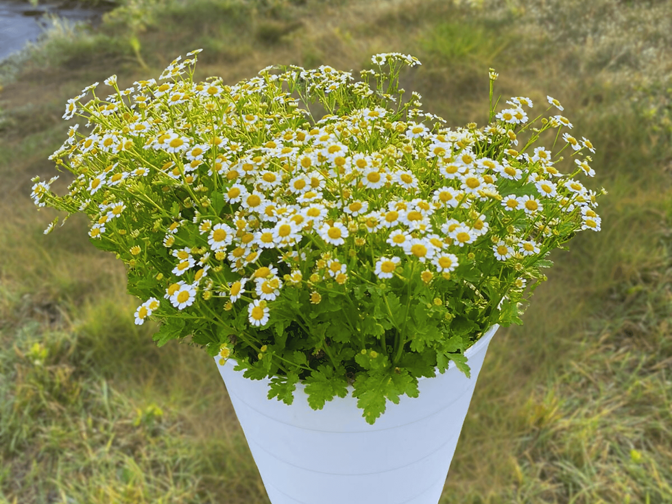 haliburton_bulk_flower_buckets_florist_wild_flowers (2)