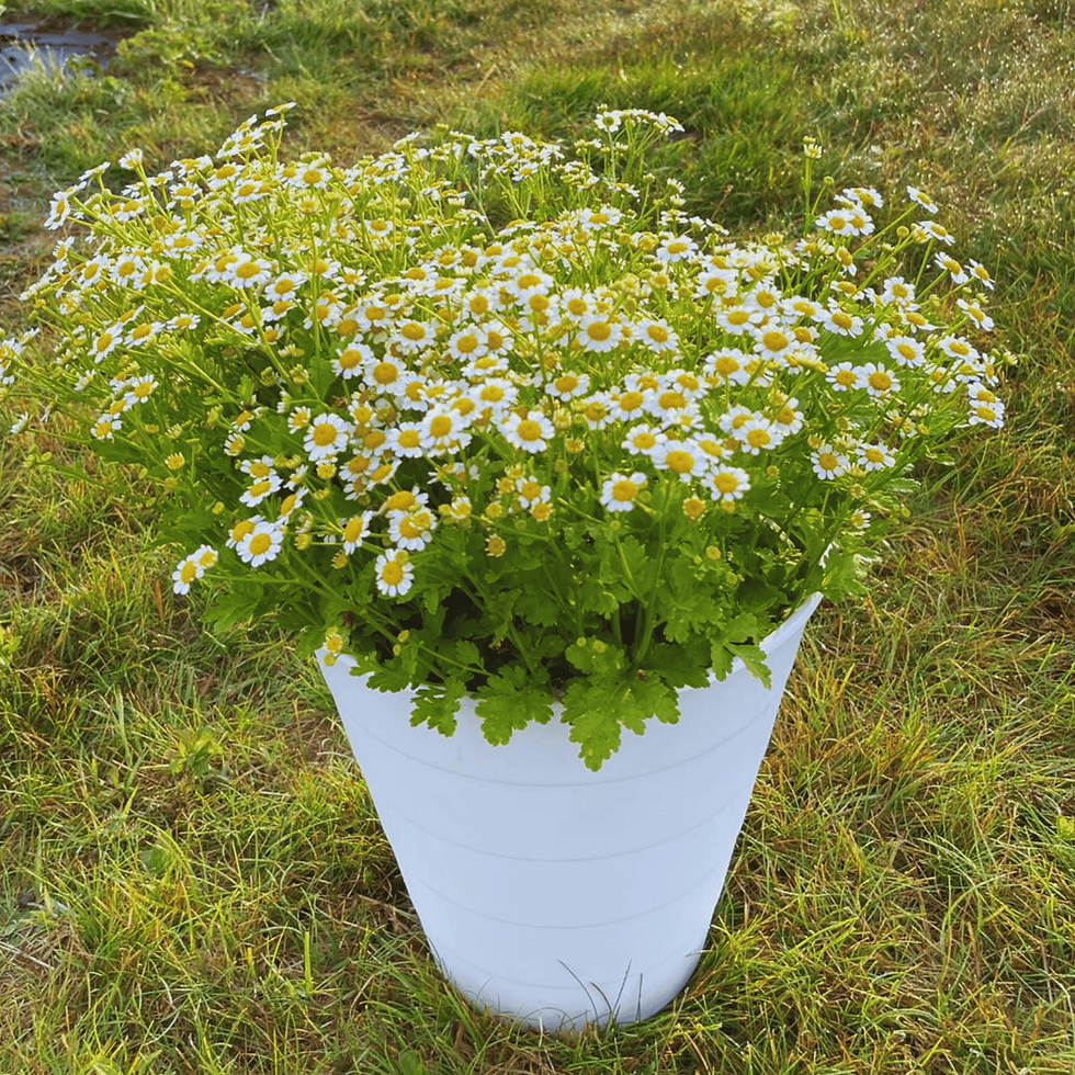 Thumbnail: Bulk Flower Buckets - Assorted