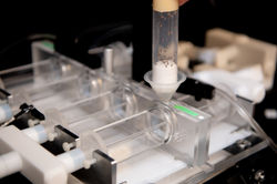 T-Maze Drosophila Olfactory Memory