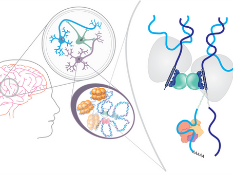 Alcohol and drugs rewire your brain by changing how your genes work