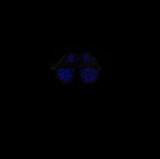 transTango image of Mushroom Body Output Neuron