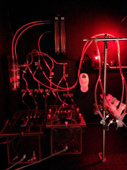 Ethanol Exposure and Conditioning Chamber