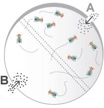 Characterizing choice behavior in Drosophila olfactory classical conditioning