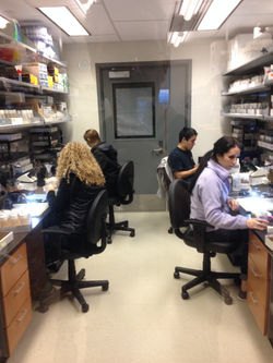 Kaun Lab Fly Pushing Room