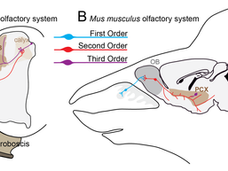 Schematic of olfactory circuit in a fly and a mouse