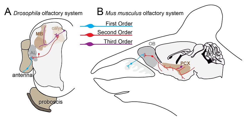 Schematic of olfactory circuit in a fly and a mouse