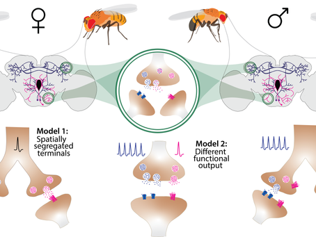 New grant on co-transmission
