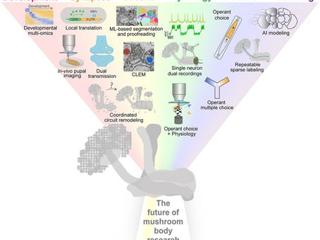Future MB Research Perspective by John!