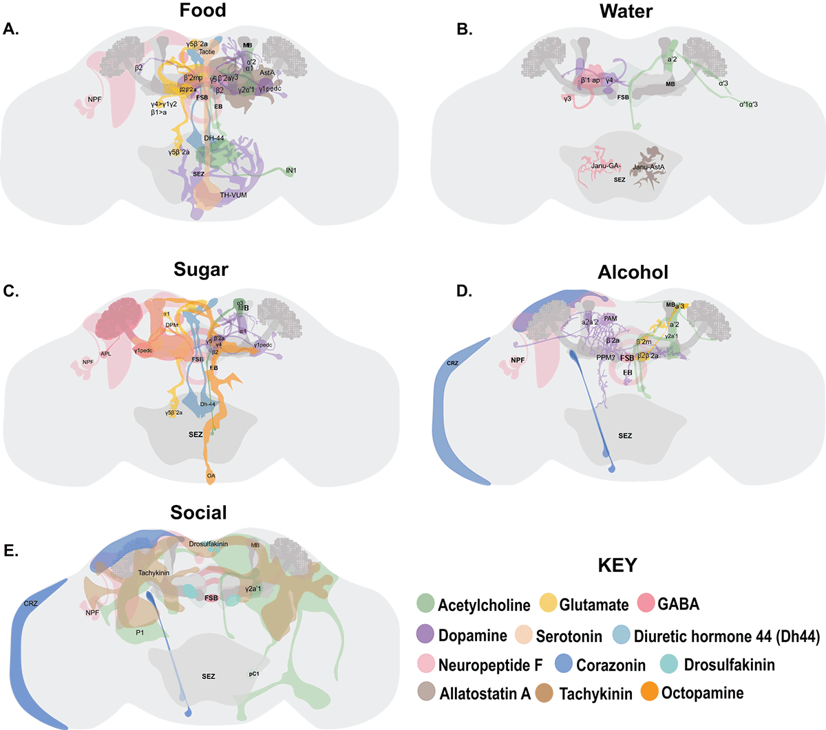 Drosophila Reward Circuits