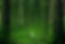trees wood jpg.jpg