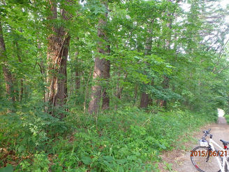 帯広の森の本家は家の近くです