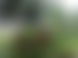 猫ハンモツクの相談