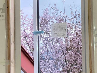 桜が見える家