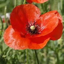 Extrait de coquelicot