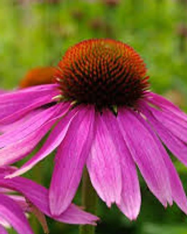 Extrait d'échinacée purpurea bio