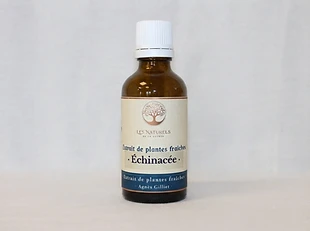 Extrait d'échinacée purpurea sans alcool