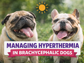 A FEW WORDS... Managing Hyperthermia in Dogs (from Ep 6)