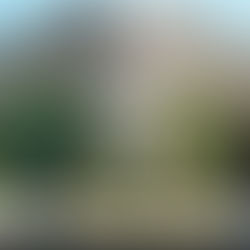 Woodlawn Cemetery in West Palm Beach may soon transform into a world-class cultural park