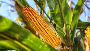 corn.jpg