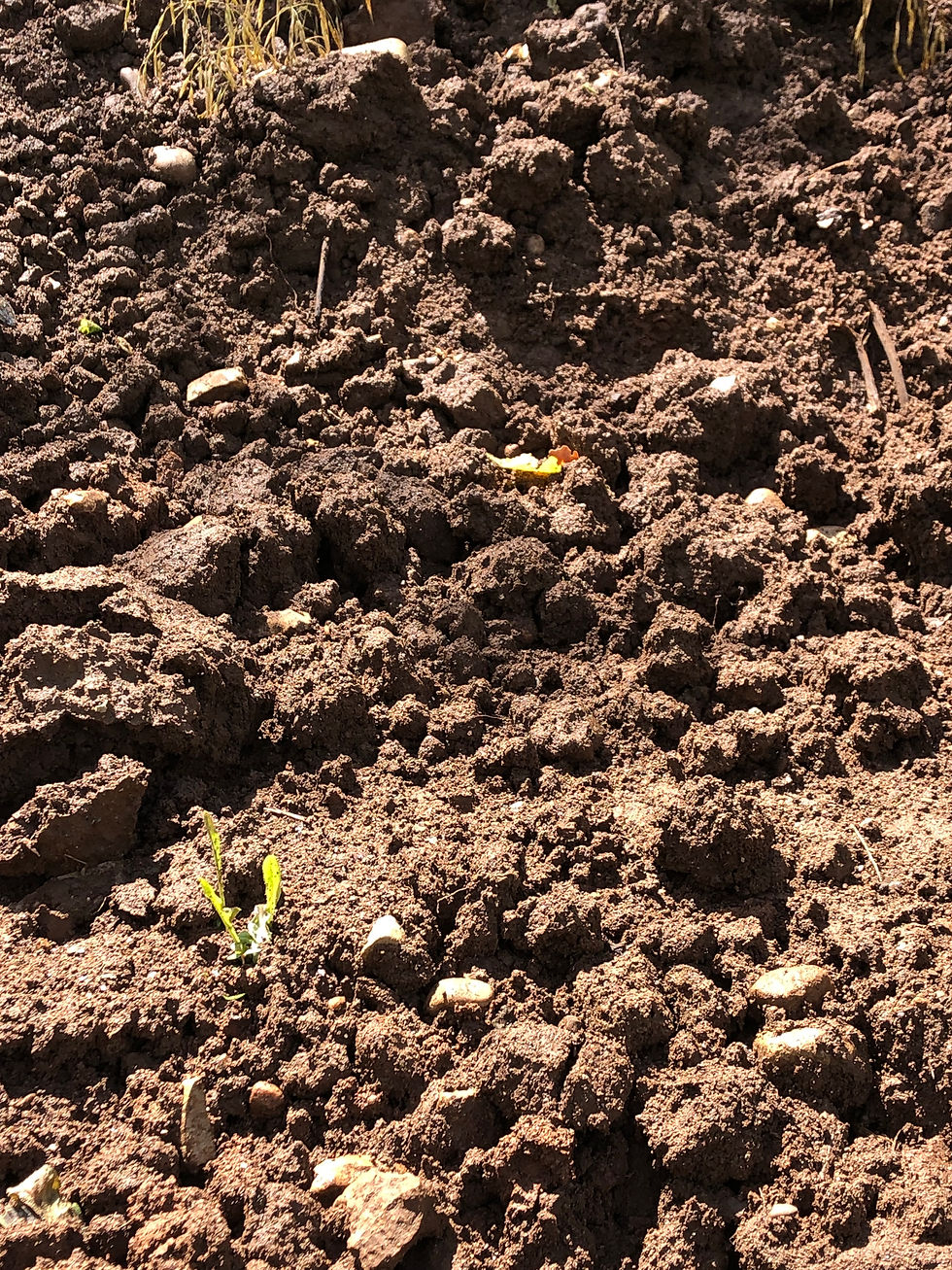 Fill Dirt