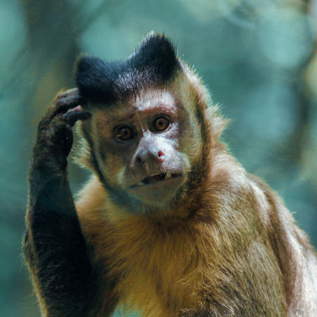 monkey scratching head