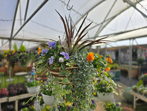 Autumn Hanging Basket
