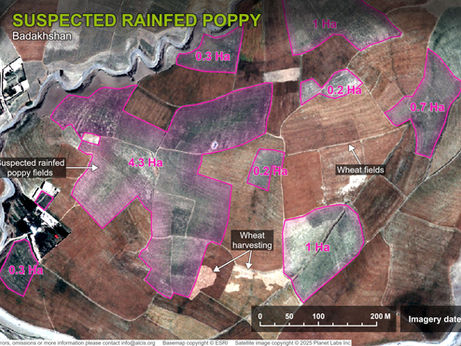 Expanding opium poppy cultivation in rained areas of Badakhshan, Afghanistan