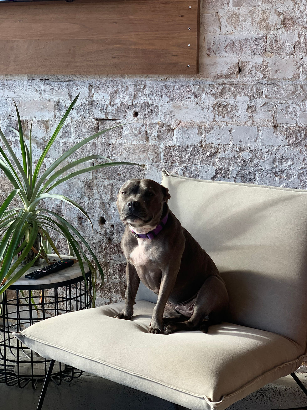 Dog sitting in a Northern Beaches family home