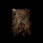 mycelium 1, fungal growth 