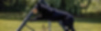 Lionhearted Rex von Naria IGP3.jpg