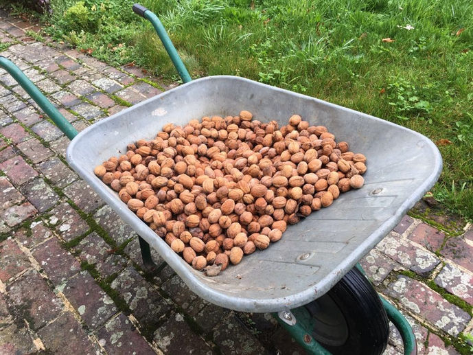 Barrow load of walnuts from tree that blew over!