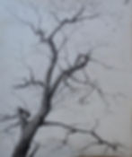 Oak Study