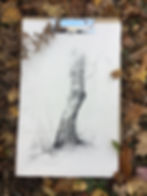 Birch-tree