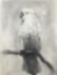sulfur crested cockatoo