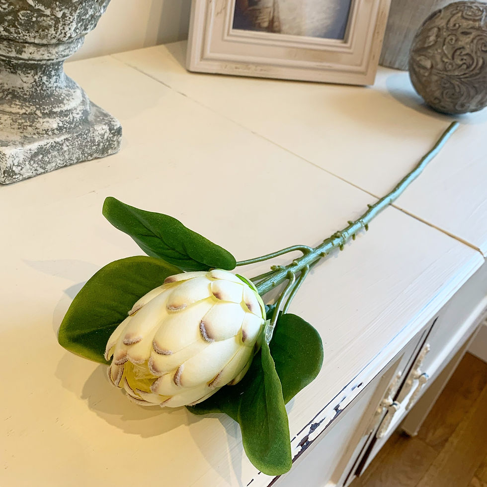Thumbnail: Closed White Protea Stem