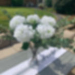 Thumbnail: Large Cineraria Eucalyptus Spray